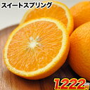 スイートスプリング 1.5kg 熊本県産 送料無料 旬 の ...