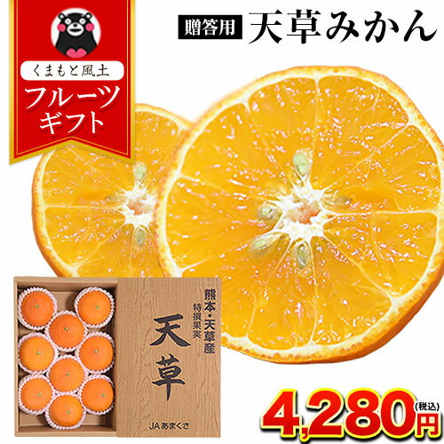 あの！ 紅まどんな の親品種　贈答用 天草 (あまくさ) 約2.5kg (約9玉前後〜約12玉前後) 熊本県産 送料無料 みかん 取り寄せ 産地直送 果物 フルーツ ギフト 熨斗 のし《12月上旬-12月末頃より発送予定》