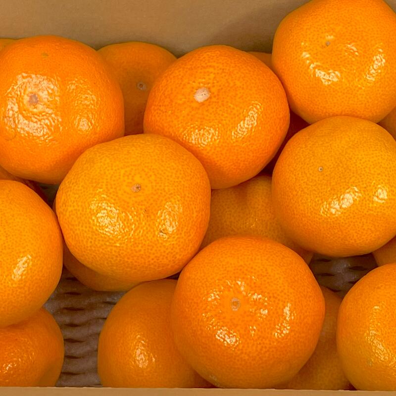 熊本県産 みかん 特A優品 箱込み Mサイズ サイズ指定【001】熊本産 果物 旬 フルーツ 柑橘 通販 極早生みかん 早生みかん 温州みかん 金峰 今村など 熊本のサムネイル
