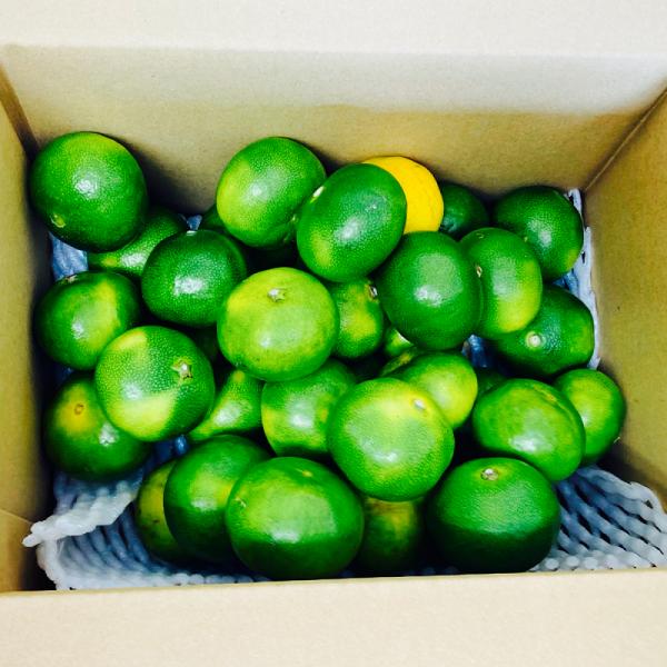 【選果落ち 訳あり商品】 国産 レモン 箱込み 規格外 家庭用 贈答不可 加工用【002】ワックス 防腐剤 防カビ剤 ワックス不使用 減農薬 九州 熊本 福岡