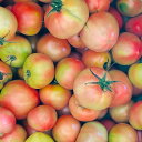 【規格外 訳あり商品】熊本県産 トマト 訳あり 箱込み【003】 無規格外 家庭用 贈答不可 加工用 通販 サイズ不揃い くまもと とまと