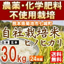 【送料無料】【安心の自社栽培米・5kg×6袋】特A米産地 熊本県菊池市七城町で農薬及び化学肥料を一切使用せずに育てたお米です。放射能検査済み。【白米or玄米選べます】【農薬・化学肥料不使用 放射能不検出】平成24年産 自社農園産ヒノヒカリ 30kg(5kg×6袋)【熊本県産】【送料無料】【九州 熊本 菊池 七城 米 お米 こめ 放射能検査済み】