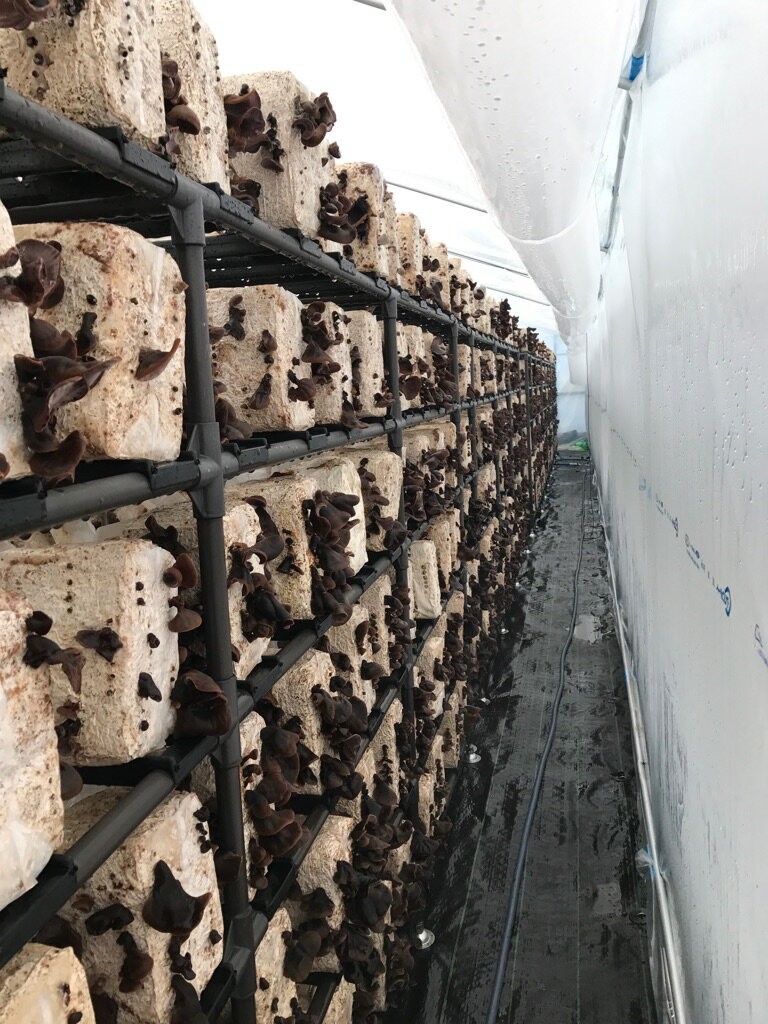 【公式】乾燥きくらげ 20g [楽天ランキング1位受賞] 国産 干し ドライ 木耳 茸 きのこ ビタミンD 食物繊維 鉄分 カルシウム タンパク質 マグネシウム βグルカン 菌活 花咲 たもぎ茸 たもぎたけ 乾物 薬膳 中華料理 スープ 炒め物 出汁 熊本県産 農薬完全不使用