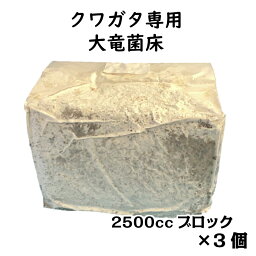 クワガタ 育成 栽培 キット 【クワガタ専用】常温配送 大竜菌床 2500cc 3個 セット 九州産 クヌギ カンタケ 菌 くわがた オオクワガタ スマトラオオヒラタ 榾木材 植菌材 カワラ茸 菌糸 種菌 菌床 ブロック ブリーダー プロ仕様 プロ使用 自由研究 昆虫 幼虫 さなぎ