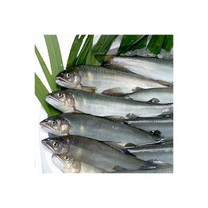 天然鮎 1kg【冷凍】 球磨川 川辺川 産