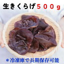 生きくらげ 国産 大容量500グラム 送料無料 食物繊維豊富 ビタミンD きくらげ 健康効果 キクラゲ きのこ 訳あり 乾燥きのこ オーガニック 無農薬 スーパ...