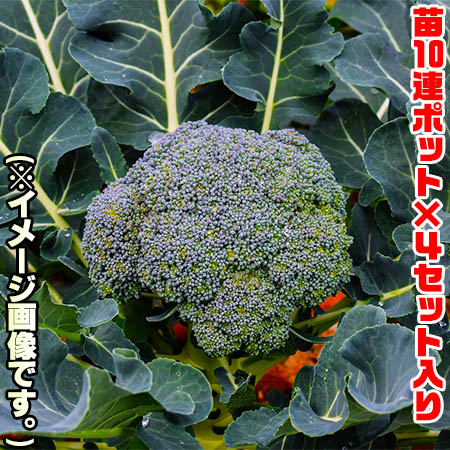 【送料無料！】 野菜苗 ブロッコリー　スティックセニョール10連ポット ×4セット入り