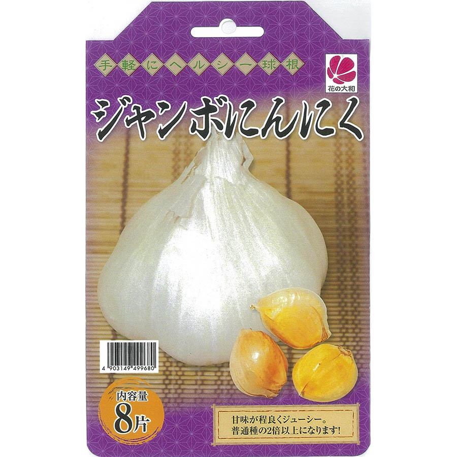 【送料無料！】花の大和 球根 ジャンボニンニク　8片