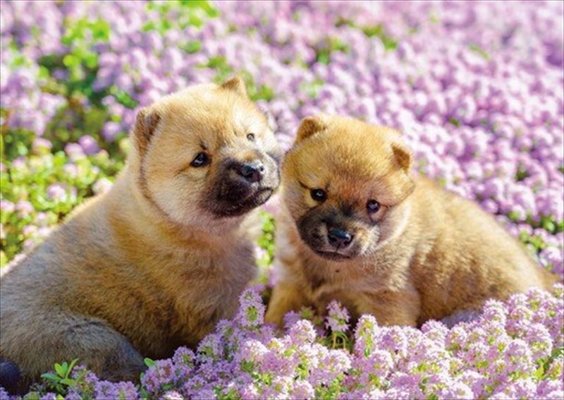 108ピースジグソーパズルひなたぼ...