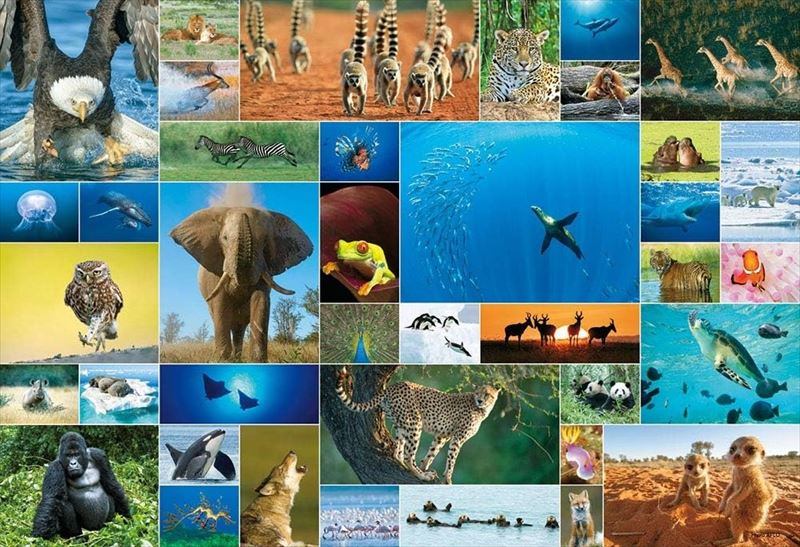 Jigsaw Puzzle - 1000ピースジグソーパズル Life of Animal ビバリー 31-504 (49×72cm)