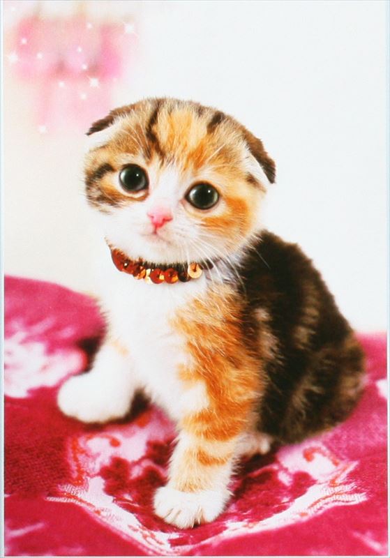 216���⡼��ԡ������������ѥ��� �����ޤ��ˤ�� �����־��ʡ� ���ݥ��� 41-416 (18.2��25.7cm)