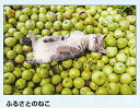 300ピースジグソーパズル ふるさとのねこ(岩合光昭) 《廃番商品》 アポロ社 48-779 (26×38cm)