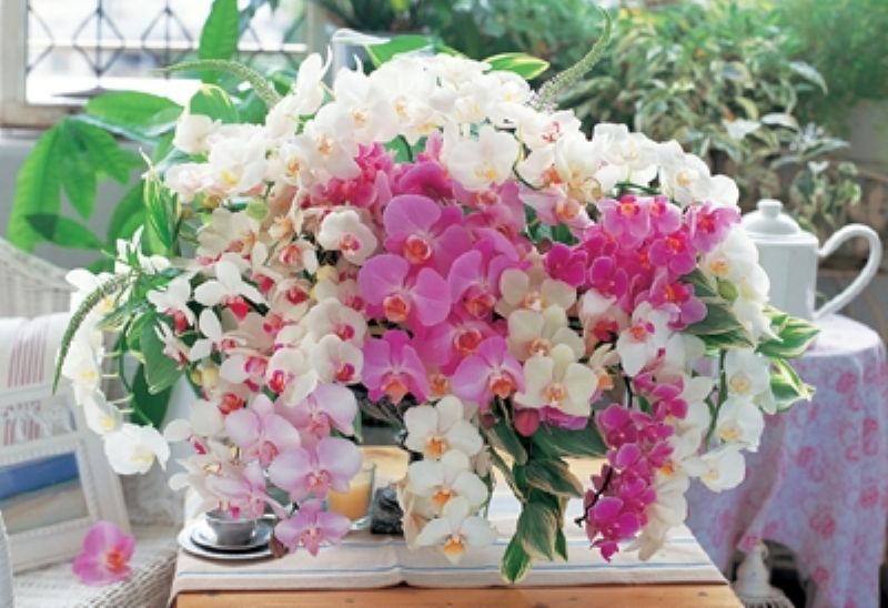 300�ԡ������������ѥ��� �������ꥦ���������å� �����־��ʡ� ���åץ��� 300-221 (26��38cm)