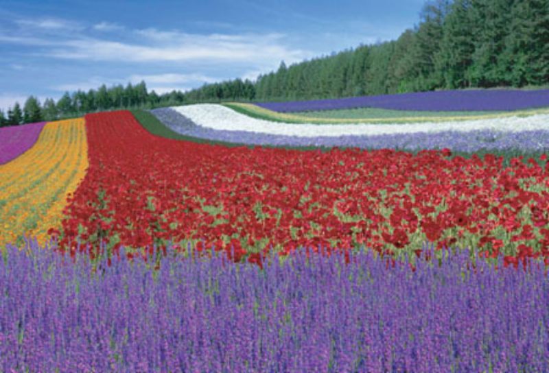 ピース数 1000ピース 完成サイズ 49cm×72cmパネルは別売りです。このサイズに合うパネル←クリックすると別ウィンドウで開きます。 作家名・作品名・商品シリーズ名 日本風景 特徴 メーカー (株)ビバリー 発売日 - 備考 ※注意※プレミア価格です。生産終了品の為、不足ピースのメーカー対応ができないなど、ご購入にあたりリスクがございますので予めご了承ください。※商品の性質上、返品はお受けできませんにでご了承ください。※画像はイメージです。実際と異なる場合があります。※プレゼント包装サービスは現在行っておりません。4977524713531〈ジグソーパズル〉《希少品》