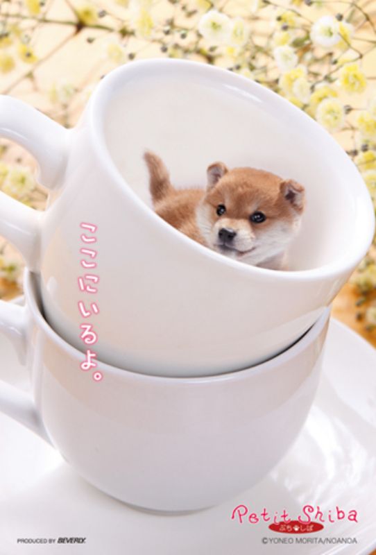 Pet, Animal - 108マイクロピースジグソーパズル ここにいるよ（ぷちしば） 《廃番商品》 ビバリー M108-035 (10×14.7cm)