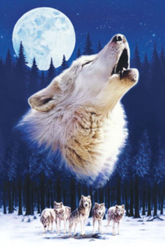 �ڰ����ʡ�1500���⡼��ԡ������������ѥ��� �ϥ���� ����� �����־��ʡ� ���ݥå��� 15-401 (50��75cm)