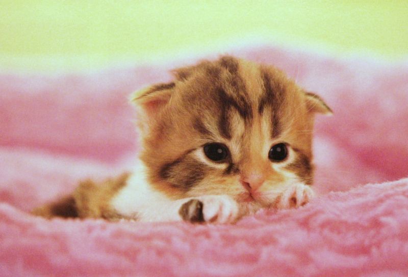 450スモールピースジグソーパズル ふかふか おふとん 《廃番商品》 エポック社 08-541 (26×38cm)