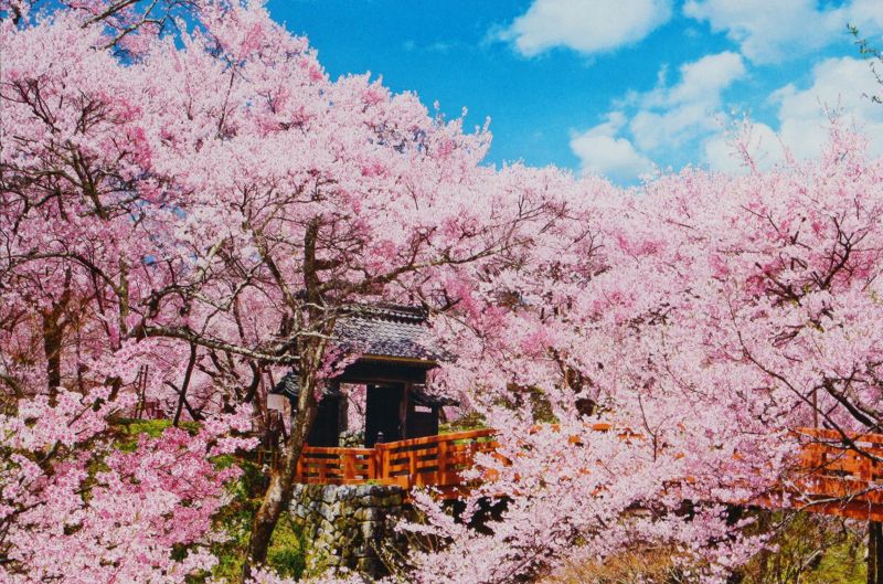 【引上品：シュリンク破れあり】1000ピースジグソーパズル 桜咲く高遠城址公園-長野 《廃番商品》 エポック社 10-751 (50×75cm)