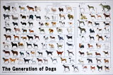 1000ピースジグソーパズル 犬の系統図 エポック社 11-372 (50×75cm)