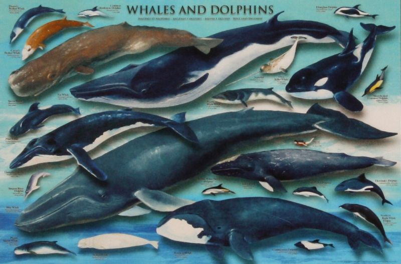 2542スーパースモールピースジグソーパズル イルカ・クジラコレクション 《廃番商品》 エポック社 76-008 (50×75cm)