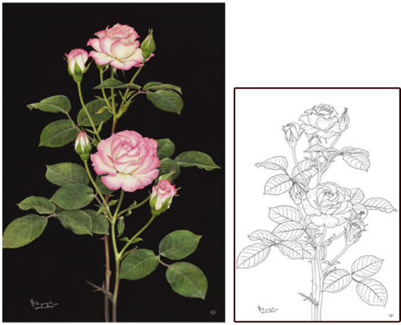 【引上品】300ピースジグソーパズル『大人の塗り絵ジグソー 薔薇（安池和也）』《廃番商品》