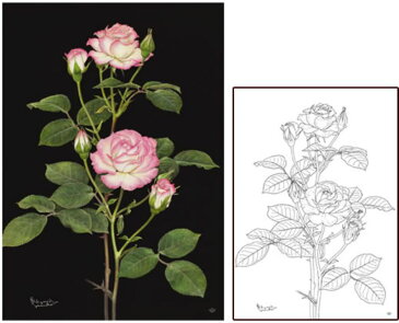【引上品】300ピースジグソーパズル『大人の塗り絵ジグソー 薔薇(安池和也)』《廃番商品》