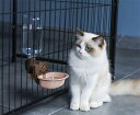 【送料無料 】犬自動給水器 ペット給水器 犬 猫 ケージ 取付型 水飲み 給水器 自動 給水 ペットボトル 使用可能 ウォーターボトル 食器 留守番 食器 ウォーターボトル 猫 うさぎ 中小型犬用 自動 軽量 便利 健康 衛生イヌ ネコ 犬猫お留守番対策 ペットグッズ ペット用品