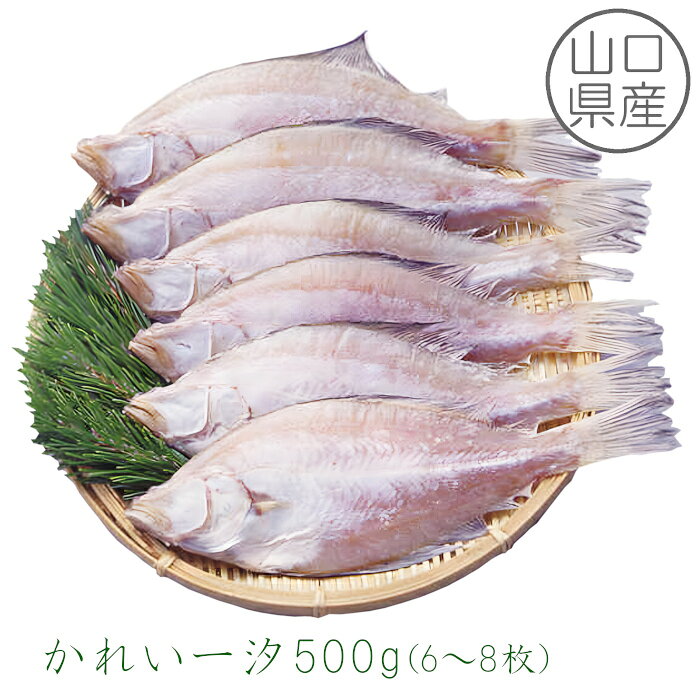 【山口県産】 かれい一汐500g（6～8枚） 下関 水揚げ エテカレイ かれい 干物 ひもの 朝食 酒の肴 おかず おつまみ