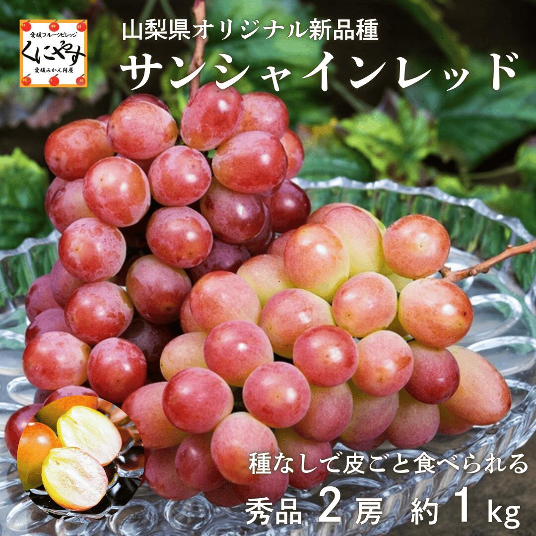 超 ポイント祭 ＼ポイント10倍！スーパーセール開催中！／★シャインマスカットより美味しい！？種無し皮ごと食べれる★新発売！【送料無料】新品種 山梨県産 サンシャインレッド 山梨県オリジナル品種 秀品 2房 計約1kg 簡易箱 ※冷蔵 「サンシャインレッド」ぶどう 種無しのサムネイル