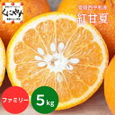 ★ほんのり紅色 紅甘夏 ★創業85年 愛媛みかん の老舗【送料無料】【産地直送】愛媛西宇和産 紅甘夏 みかん ファミリー用5kg「ファミリー紅甘夏5」 マーマレ...
