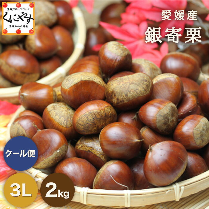 【予約品】9月下旬頃より順次発送【送料無料】【ギフト】【産地直送】【厳選品】★愛媛産★銀寄栗大粒3L以上2キロ生栗「銀寄栗3L2」生栗 マロン 栗菓子 栗ごはん 栗おこわ 栗きんとん 焼き栗 蒸し栗 甘栗 栗の甘露煮 渋皮煮【☆】のサムネイル