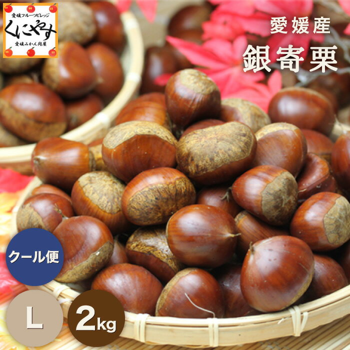 数量限定＼秋の味覚 栗の王様！渋皮煮にこちらがオススメ／【送料無料】【ギフト】【産地直送】【厳選品】愛媛産 銀寄 栗 Lサイズ 2キロ「銀寄栗L2」見た目綺麗 贈答OK！国産 生栗 渋皮煮のサムネイル