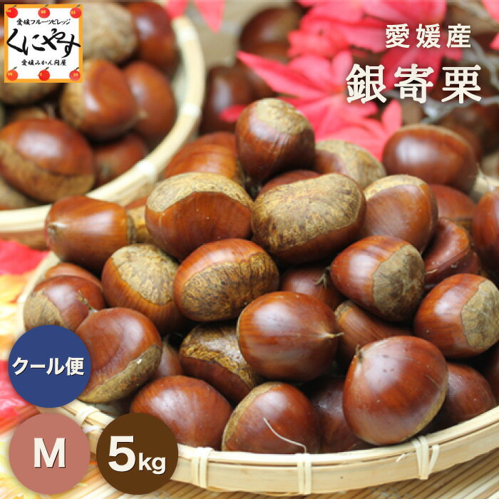 お買い物マラソン中！24日 1:59 まで＼数量限定 ご予約受付中！／★秋の味覚 栗の王様！渋皮煮にこちらがオススメ！★【送料無料】【ギフト】【産地直送】【厳選品】愛媛産 銀寄 栗 Mサイズ 5キロ「銀寄栗M5」見た目綺麗 贈答OK！国産 生栗のサムネイル