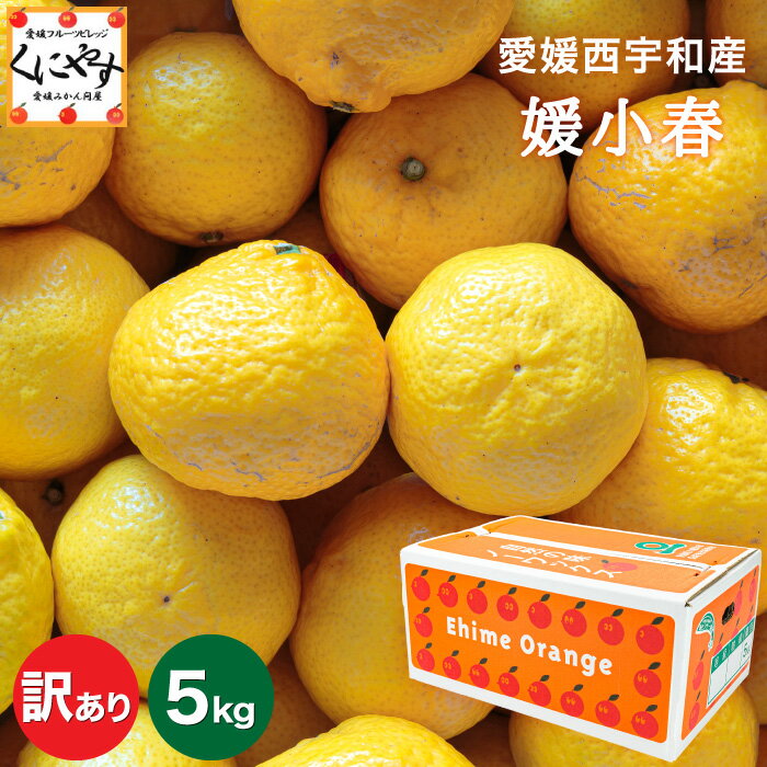 今季終了 お気に入り登録で来期 先行予約通知★愛媛県限定オリジナル 希少品種！★創業84年 愛媛 みかん の老舗【送料無料】【産地直送】愛媛西宇和産 訳あり 媛小春5kg「訳あり媛小春5」 ひめこはる 蜜柑 みかん 八幡浜みかん 西宇和みかんのサムネイル