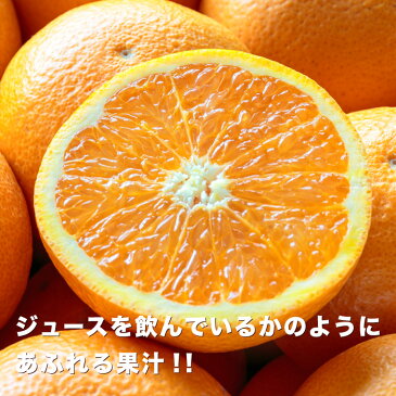 【送料無料】【越冬完熟品】【訳あり】愛媛西宇和産清見タンゴール 訳あり10kg (5kg×2箱)デコポン・せとかの母「訳あり清見5×2」/大きさ不揃い・見た目チョイ傷/蜜柑/みかん/ミカン/お取り寄せ/グルメ/産地応援/オレンジ/フルーツ/果物