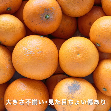 【送料無料】【越冬完熟品】【訳あり】愛媛西宇和産清見タンゴール 訳あり10kg (5kg×2箱)デコポン・せとかの母「訳あり清見5×2」/大きさ不揃い・見た目チョイ傷/蜜柑/みかん/ミカン/お取り寄せ/グルメ/産地応援/オレンジ/フルーツ/果物