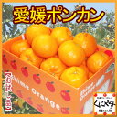 【送料無料】【お試し品】愛媛ポンカン6kg(3kg×2箱)手でむいてみかんのようにパクパク内皮も一緒に食べられる手軽さで大人気