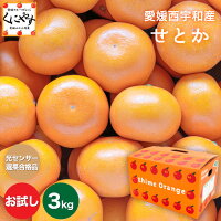 ★究極の柑橘！みかんの大トロ★糖度12.0以上酸1.4以下★＼創業83年 愛媛みかん／【送...