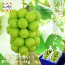 ★大房限定!皮ごと食べられる人気ぶどう★【送料無料】山梨県産 大房 シャインマスカット 1房 700g以上 JAふえふき 「山梨シャインマスカット」 5~10営業日以内発送 クール便 ぶどう シャイン マスカット