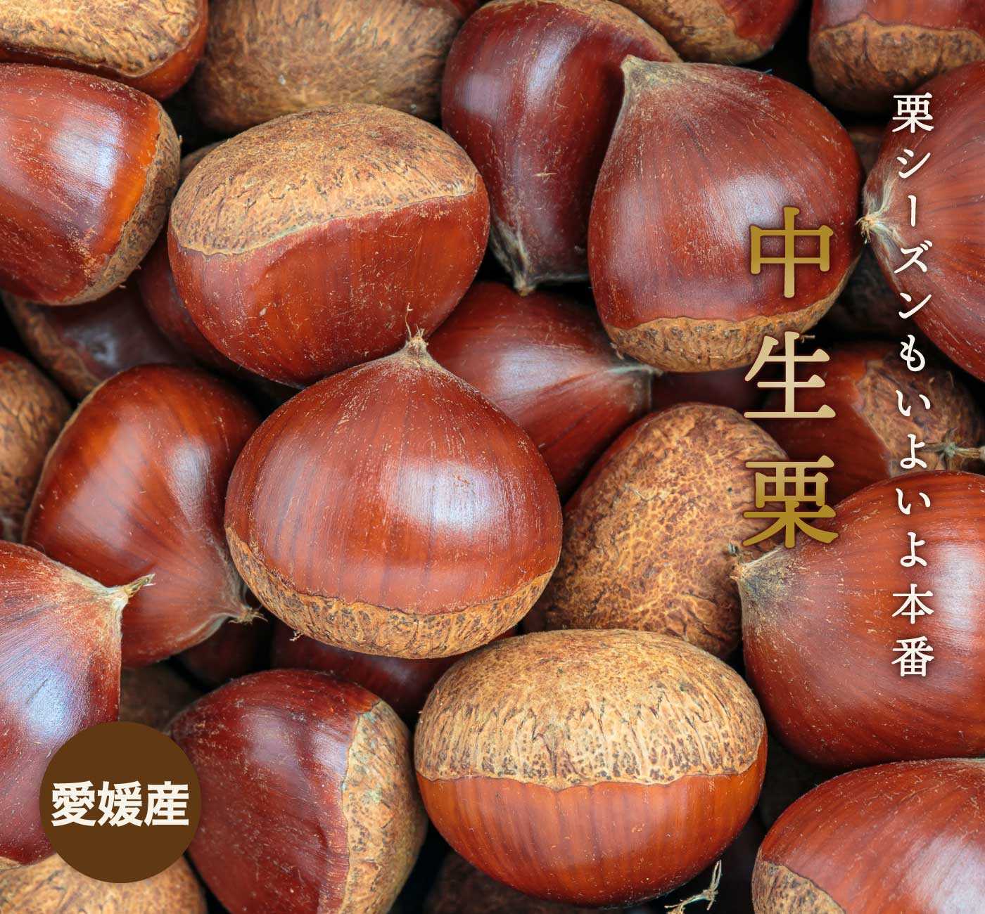7/1より数量限定 予約販売開始！★1つ1つ手選別した 旬の栗 ★【送料無料】【ギフト】【産地直送】【厳選品】愛媛産 中生栗 Mサイズ 2キロ 「愛媛中生栗M2」 見た目綺麗 贈答OK！国産 生栗 くり 和栗 渋皮煮