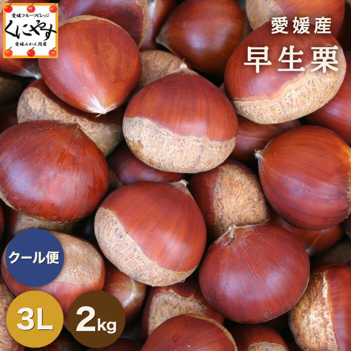 ＼ 愛媛産 初物 栗 販売開始 ／【送料無料】【ギフト】【産地直送】【厳選品】★愛媛産★早生栗3Lサイズ以上 2キロ 見た目綺麗！贈答OK！1～5営業日以内発送「愛媛の栗3L2」国産栗 生栗 モンブラン マロン 栗菓子 栗ごはん 栗おこわ 栗きんとん 焼き栗 栗の甘露煮 渋皮煮のサムネイル