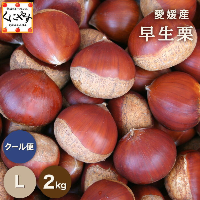 ご予約受付中！★秋の味覚のトップバッター★【送料無料】【ギフト】【厳選品】【産地直送】★愛媛産★早生栗Lサイズ 2キロ★ 9月上旬～中旬発送★「愛媛の栗L2」見た目綺麗！贈答OK！ 国産 栗 生栗 栗ごはん 渋皮煮のサムネイル