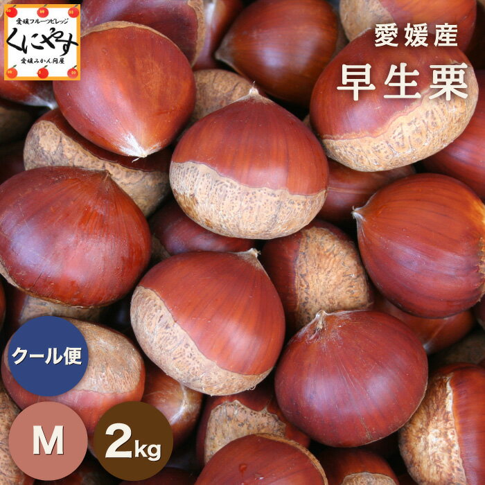＼ 愛媛産 初物 栗 販売開始 ／【送料無料】【ギフト】【産地直送】【厳選品】愛媛産早生栗 Mサイズ 2キロ「愛媛の栗M2」国産栗 生栗 モンブラン マロン 栗菓子 栗ごはん 栗おこわ 栗きんとん 焼き栗 栗の甘露煮 渋皮煮【☆】のサムネイル