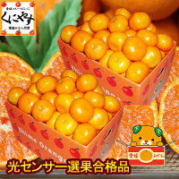 11月中旬〜下旬頃発送【お歳暮】愛媛西宇和産小玉みかん3kg×2箱 2S-S玉「小玉みかん6」日の丸みかん、川上みかん、真穴みかんと同一産地光センサー選別合格品/蜜柑/ミカン/小粒/愛媛みかん/産地応援/ギフト/お歳暮/贈り物/フルーツ