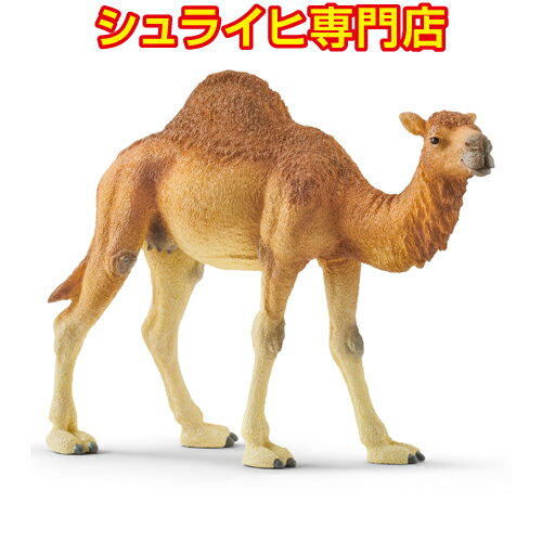 【シュライヒ専門店】シュライヒ ヒトコブラクダ ...の商品画像