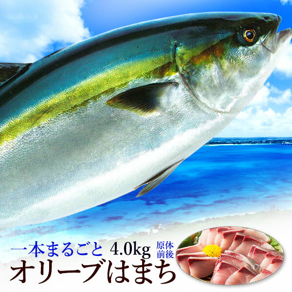 （10月15日までの出荷）はまち 活け〆オリーブハマチ1本まるごと 厳選！1本まるごと：3.5kg前後 下処理　香川が誇るブランド魚を丁寧に下処理してお届けします！ギフト 自宅用【送料無料】 お歳暮 贈答用 刺身 煮付け