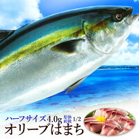 はまち ハマチ 厳選！活け〆オリーブハマチ《ハーフ：選べる下処理》 香川ブランド魚 下処理 半身販売 ギフト 自宅用 原体サイズ約4キロ半身 お歳暮 お中元 お土産 名産 人気 有名 ギフ のし メッセージ イナダ メジロ