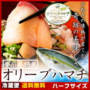 商品画像:おせち2025予約 はまち 寒ブリ ハマチ 鮮魚 活け〆オリーブハマチ 《ハーフ:下処理》 香川誇る ブランド魚 人気の半身販売 ◇ギフト ご自宅用 御祝ブランド オリーブ 凌駕絶品(原体約4キロ半身)お歳暮 イナダ メジロ プライドフィッシュ