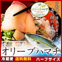 商品画像：京料理　矢尾卯の人気おせち楽天、【送料無料 】はまち 寒ブリ 鮮魚 活け〆オリーブハマチ《ハーフ：下処理≫ 厳選！ 香川が誇るブランド魚を丁寧に下処理してお届け！ 人気の半身販売 ◇ギフト ご自宅用 ブランド オリーブ 凌駕する絶品の味わいをお届け（原体サイズ約4キロの半身）お歳暮