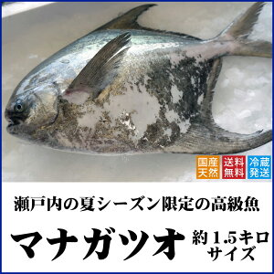 【送料無料】天然マナガツオ瀬戸内産(香川県)約1.5キロサイズ◆水揚げされたばかりの鮮魚を直送します(クール冷蔵便:水揚げがあり次第の出荷)まながつお、真魚鰹、真名鰹